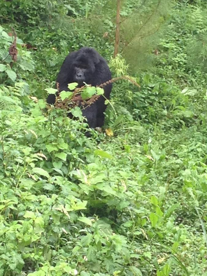 Rushaga Gorilla Lodge Bugambira 외부 사진